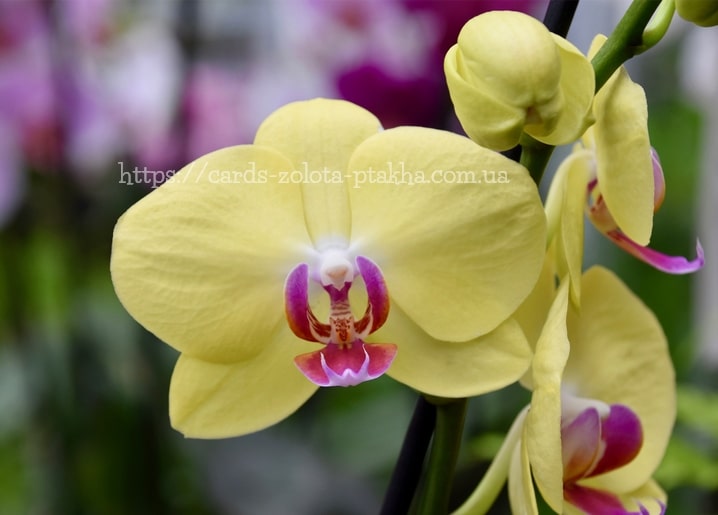 Makrofoto einer gelben Orchidee mit violettroter gefleckter Lippe