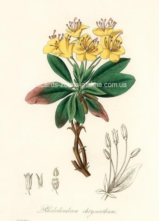 Ботанічна ілюстрація жовтого рододендрона (Rhododendron chrysanthum) з червонуватим листям.