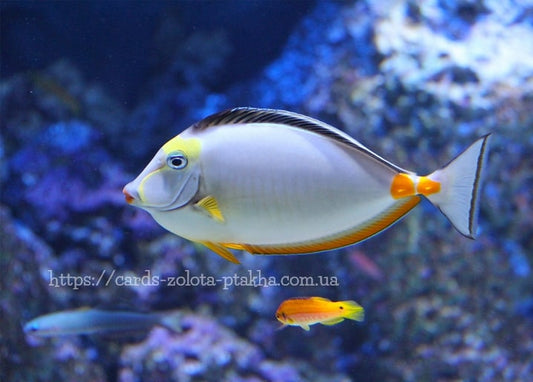 Doktorfisch mit gelbem Kopf schwimmt über ein Korallenriff