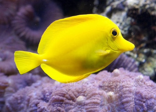 Leuchtend gelber Doktorfisch neben violetten Korallen