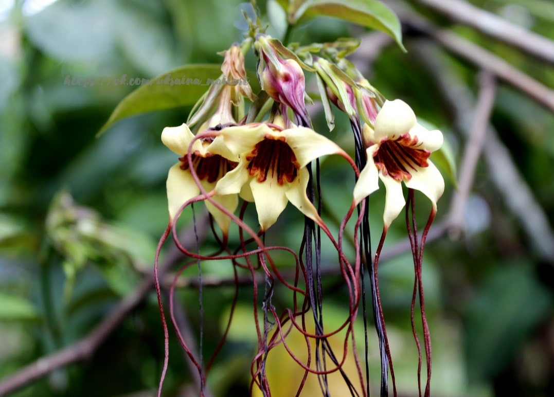 Blassgelbe Trompetenblüten mit dunkelroter Kehle und langen Ranken an einer Rebe