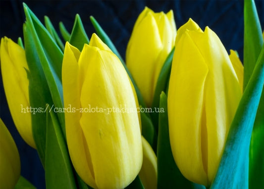 Bund gelber Tulpenknospen vor dunkelblauem Hintergrund