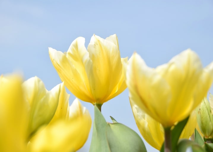 Yellow tulips photographed from below against a clear blue sky
