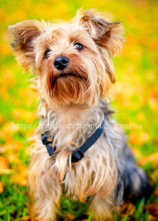 Yorkshire-Terrier-Welpe im Geschirr blickt hoch zwischen goldenem Herbstlaub