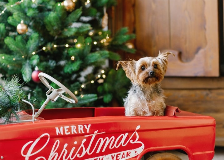 Yorkshire terrier sitting in a red toy car in front of a lit Christmas tree