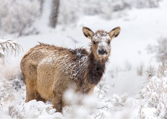 Young deer standing in falling snow with a snow-dusted muzzle