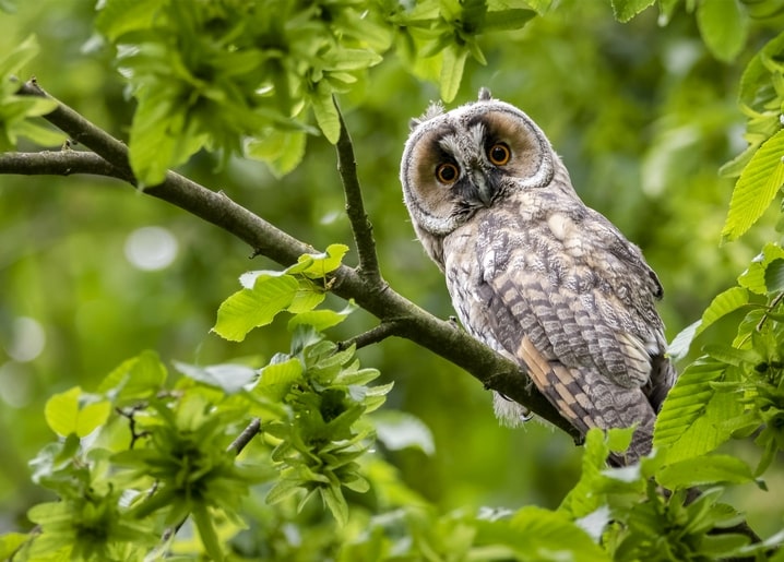 Young owl with round face and orange eyes perched on a branch among green leaves