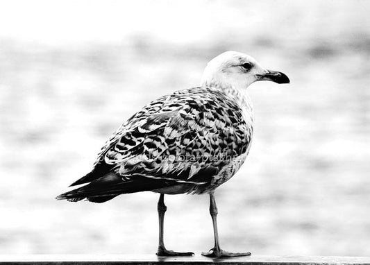 Black-and-white photo of a young speckled seagull standing on a wooden railing by the sea