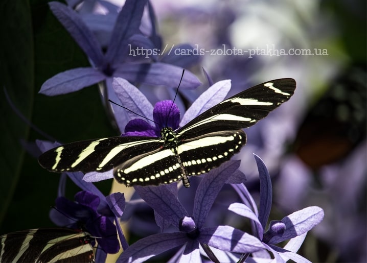 Zebrafalter mit ausgebreiteten schwarz-cremefarbenen Flügeln auf violetten Sternblüten