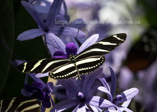 Zebrafalter mit ausgebreiteten schwarz-cremefarbenen Flügeln auf violetten Sternblüten