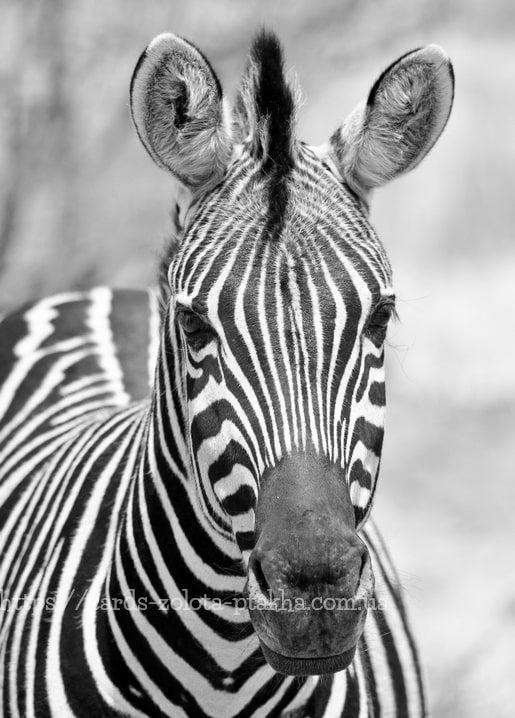 Zebra's striped face and ears shown in close-up, black and white