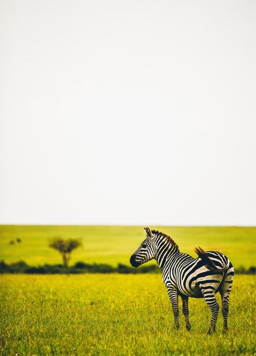 Zebra steht im goldenen Savannengras vor einer Akazie am Horizont